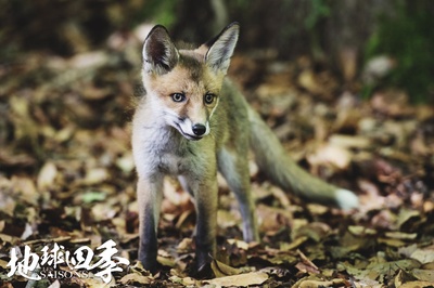 地球四季剧照的剧照