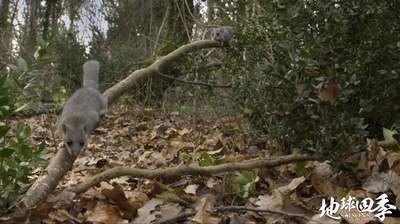 地球四季剧照的剧照