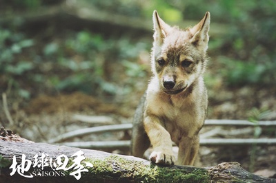 地球四季剧照的剧照