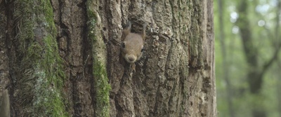 地球四季剧照的剧照