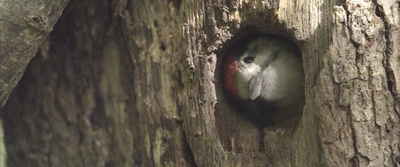 地球四季剧照的剧照