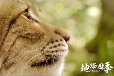 地球四季剧照的剧照