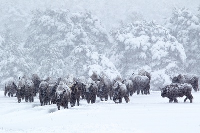 地球四季剧照的剧照
