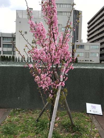 命运之夜——天之杯3：春之歌剧照的剧照