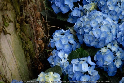 真木栗之穴剧照的剧照
