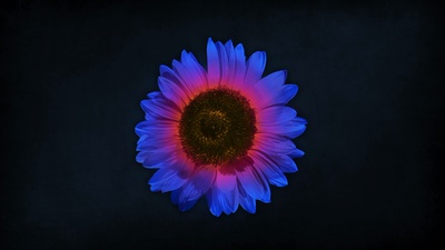 花火剧照的剧照