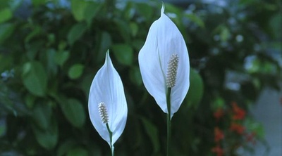 花火剧照的剧照