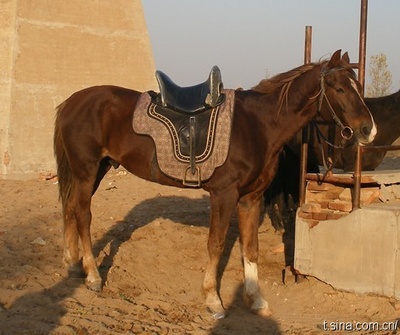 龙门飞甲剧照的剧照