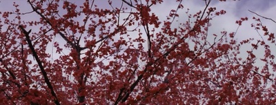 赛德克·巴莱(上)：太阳旗剧照的剧照