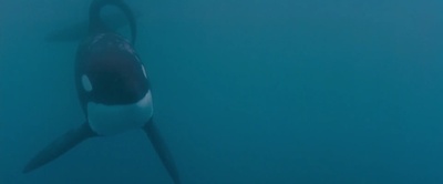 人鱼童话剧照的剧照