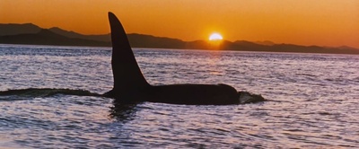 人鱼童话剧照的剧照