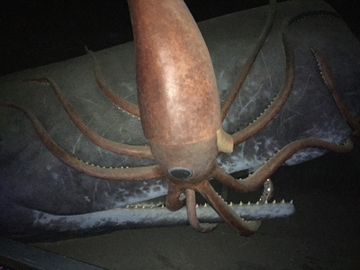 鱿鱼和鲸剧照的剧照