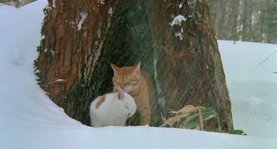 小猫的故事剧照的剧照