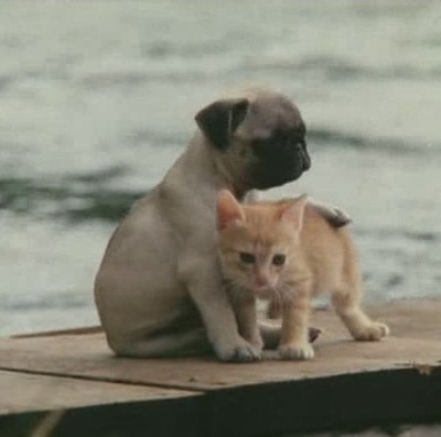 小猫的故事剧照的剧照