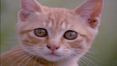 小猫的故事剧照的剧照