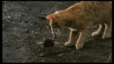 小猫的故事剧照的剧照