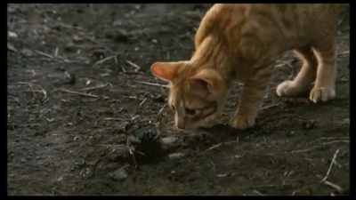 小猫的故事剧照的剧照