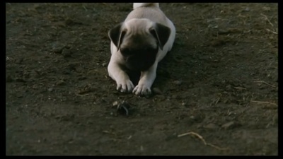 小猫的故事剧照的剧照