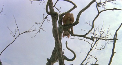 小猫的故事剧照的剧照