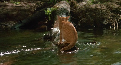 小猫的故事剧照的剧照