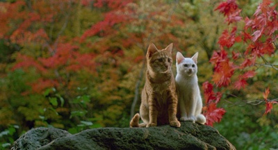 小猫的故事剧照的剧照