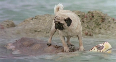 小猫的故事剧照的剧照