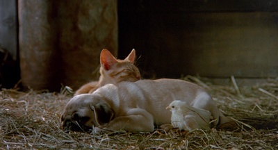 小猫的故事剧照的剧照