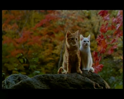 小猫的故事剧照的剧照