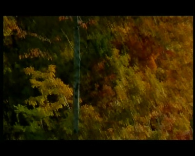 小猫的故事剧照的剧照