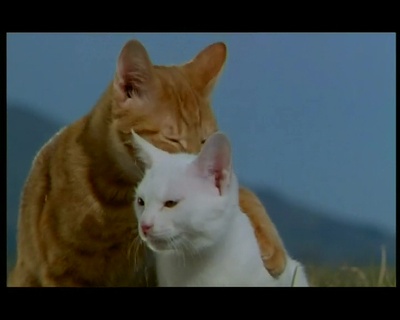 小猫的故事剧照的剧照