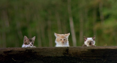 小猫的故事剧照的剧照