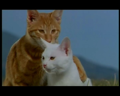 小猫的故事剧照的剧照