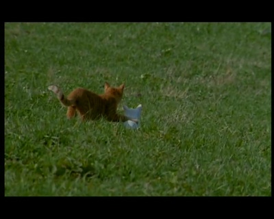 小猫的故事剧照的剧照