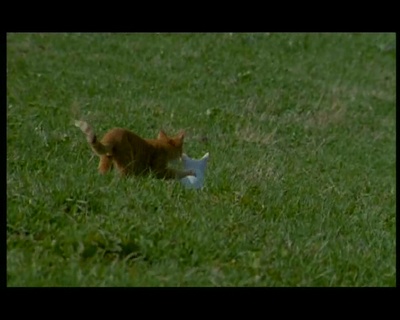 小猫的故事剧照的剧照