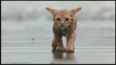 小猫的故事剧照的剧照