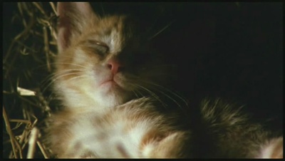 小猫的故事剧照的剧照