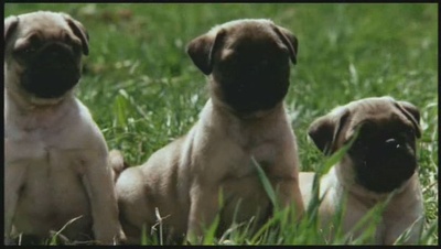 小猫的故事剧照的剧照