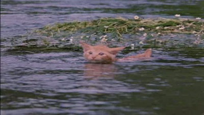 小猫的故事剧照的剧照