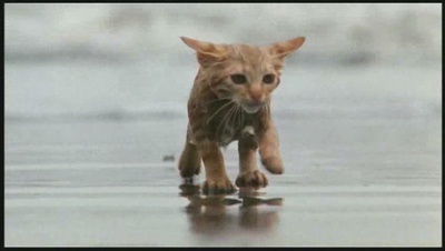 小猫的故事剧照的剧照