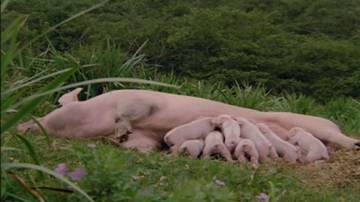 小猫的故事剧照的剧照