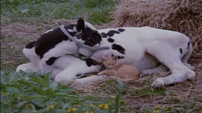 小猫的故事剧照的剧照