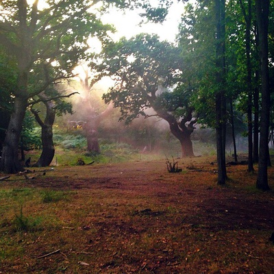 魔法黑森林剧照的剧照