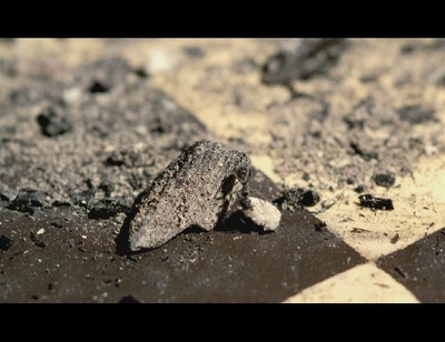 青木瓜之味剧照的剧照