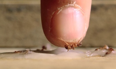 青木瓜之味剧照的剧照