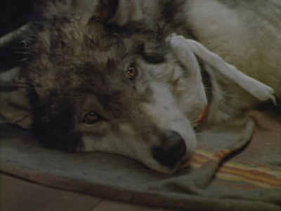 雪地黄金犬剧照的剧照