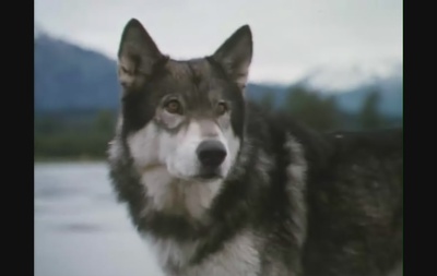 雪地黄金犬剧照的剧照
