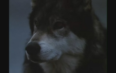 雪地黄金犬剧照的剧照