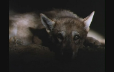 雪地黄金犬剧照的剧照