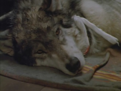 雪地黄金犬剧照的剧照