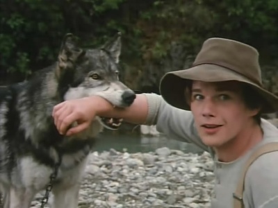 雪地黄金犬剧照的剧照